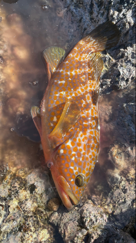 キジハタの釣果