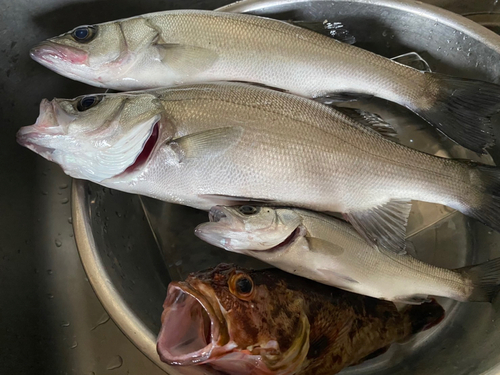 シーバスの釣果