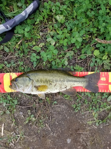 ラージマウスバスの釣果