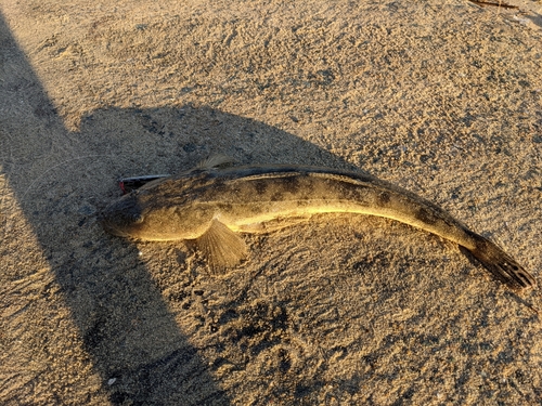 マゴチの釣果