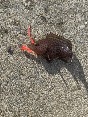 オオモンハタの釣果