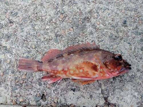 カサゴの釣果