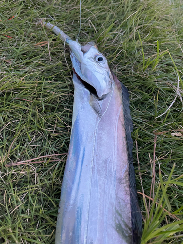 タチウオの釣果