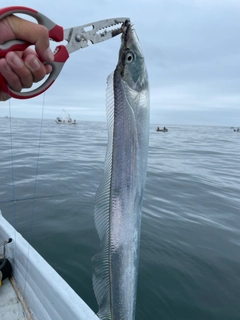 タチウオの釣果