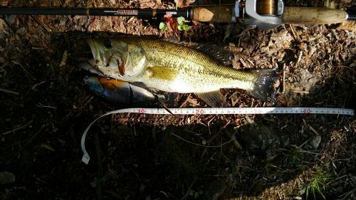 ブラックバスの釣果