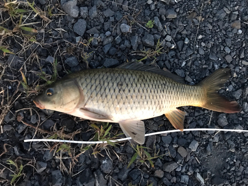 コイの釣果