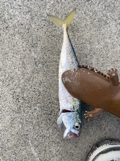 サバの釣果