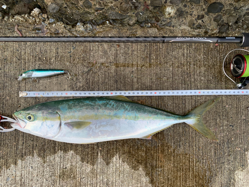 イナダの釣果