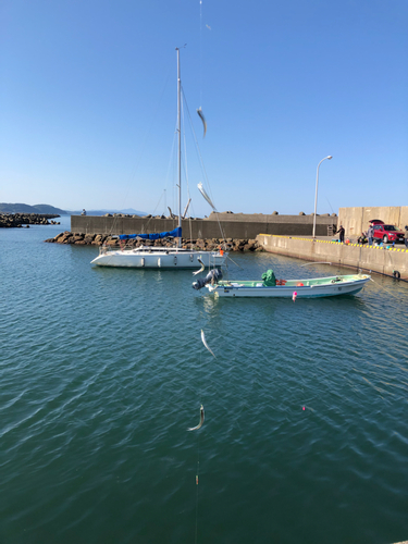 イワシの釣果