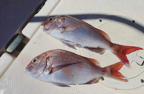 マダイの釣果