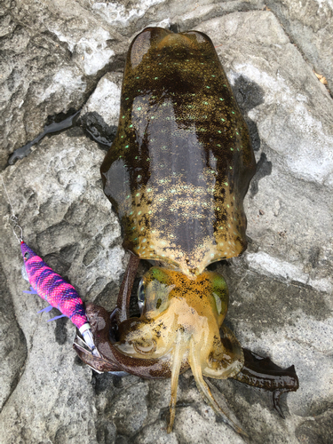 アオリイカの釣果