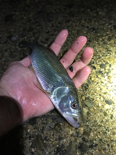 ハスの釣果