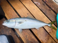 イナダの釣果