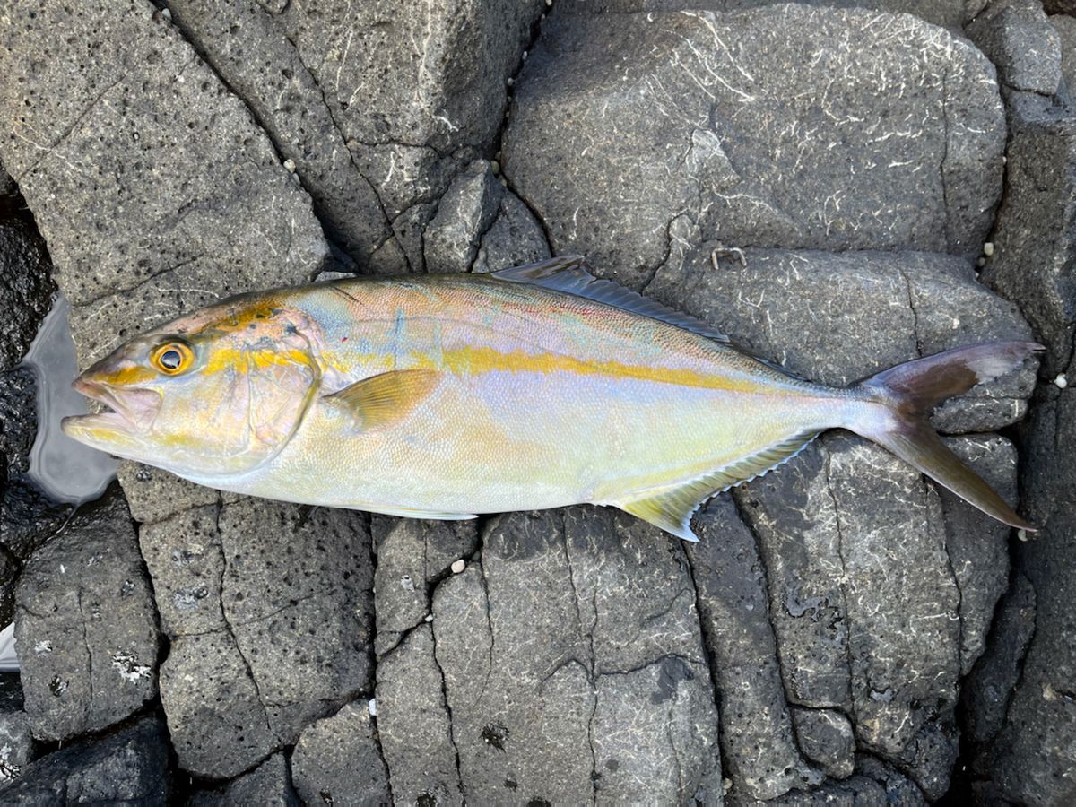 Tくま🐟漁師さんの釣果 2枚目の画像