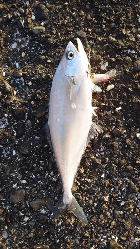 イケカツオの釣果