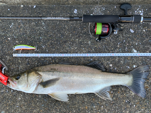 シーバスの釣果