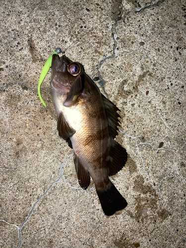 アカメバルの釣果