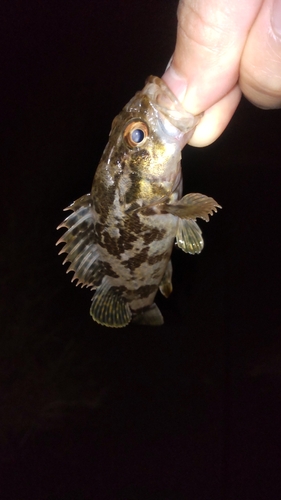 タケノコメバルの釣果