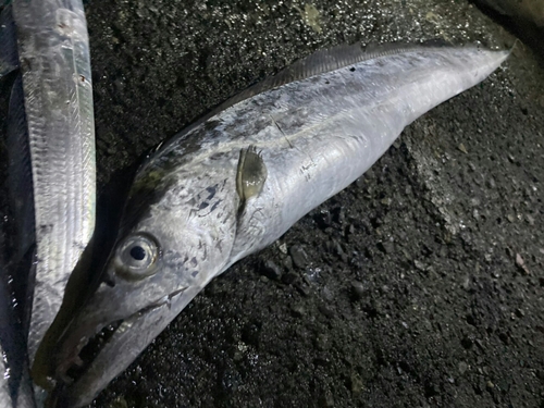 タチウオの釣果