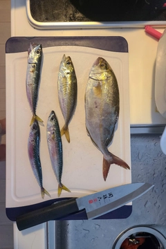 サバの釣果