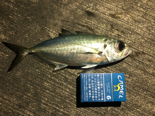 メアジの釣果