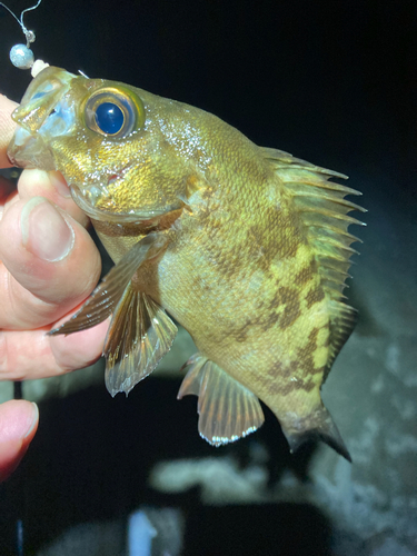 アカメバルの釣果