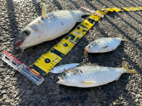 コノシロの釣果