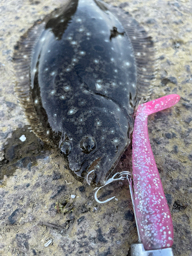 ヒラメの釣果