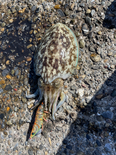 モンゴウイカの釣果