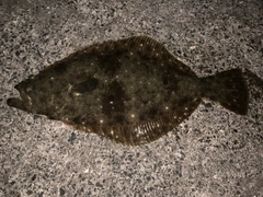 ヒラメの釣果