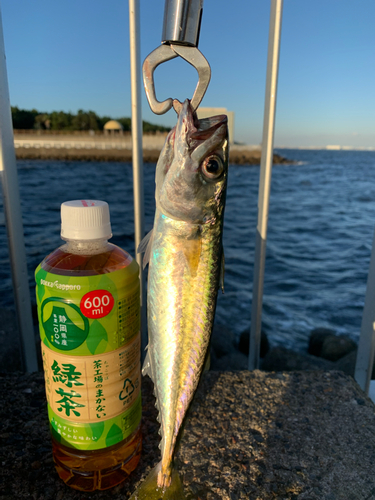 アオザメの釣果