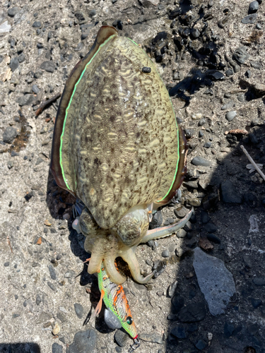 モンゴウイカの釣果