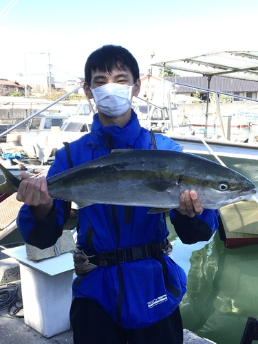 ブリの釣果