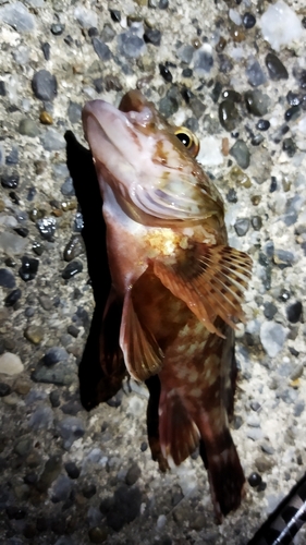 カサゴの釣果