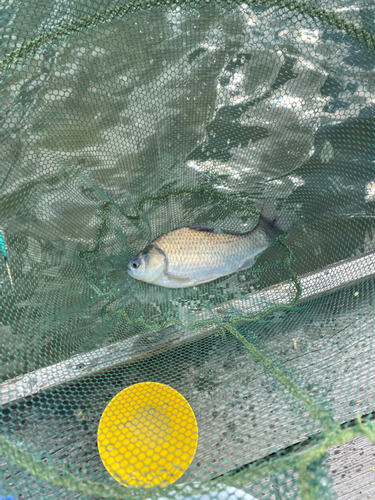 ヘラブナの釣果