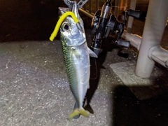 サバの釣果