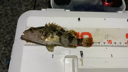 タケノコメバルの釣果