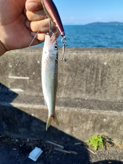 ハスの釣果