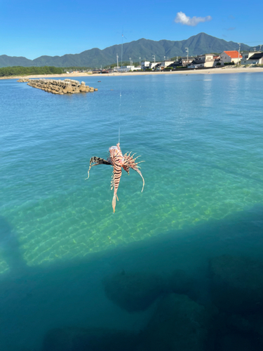 ミノカサゴの釣果