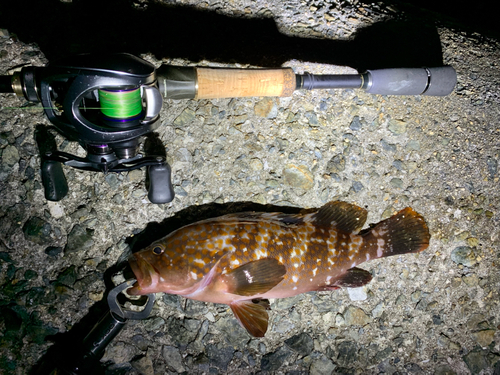 アコウの釣果