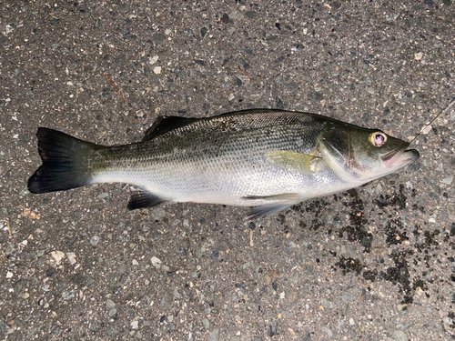 セイゴ（ヒラスズキ）の釣果