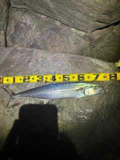 サワラの釣果