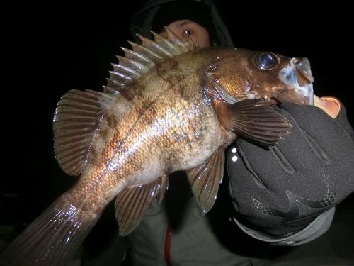 メバルの釣果