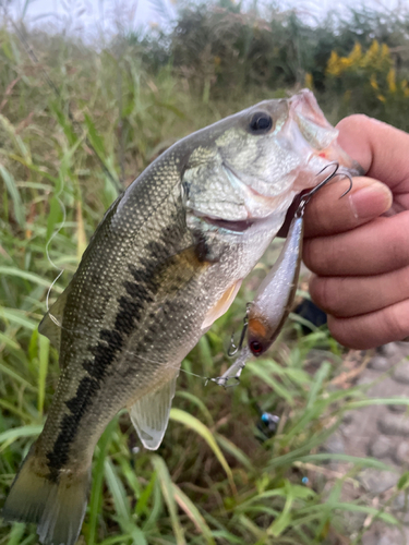 ラージマウスバスの釣果