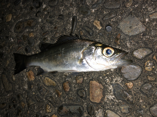 セイゴ（タイリクスズキ）の釣果