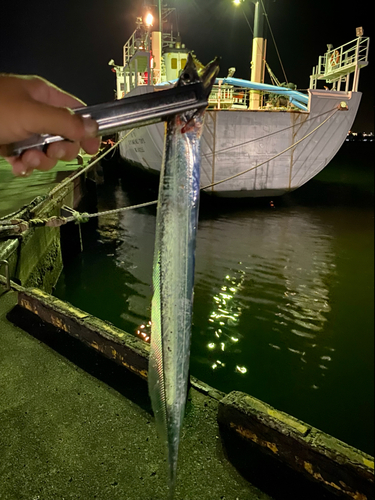 タチウオの釣果