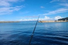 イワシの釣果