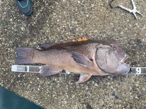 コブダイの釣果