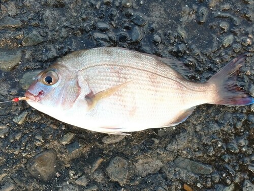 タイの釣果