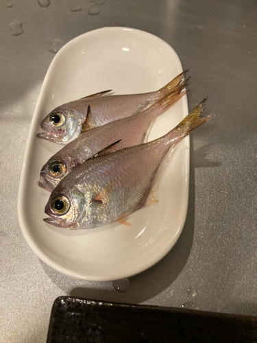 ハタンポの釣果